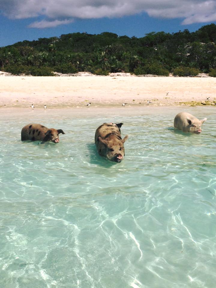 pigs swim