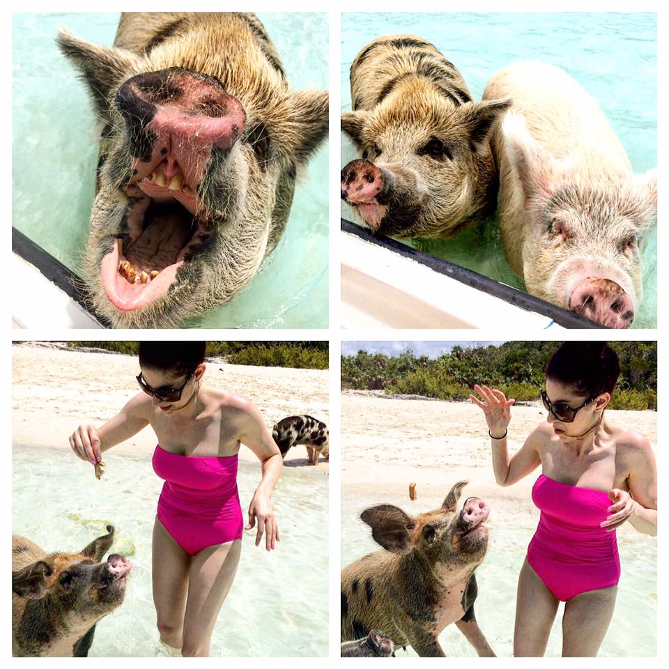 pig collage