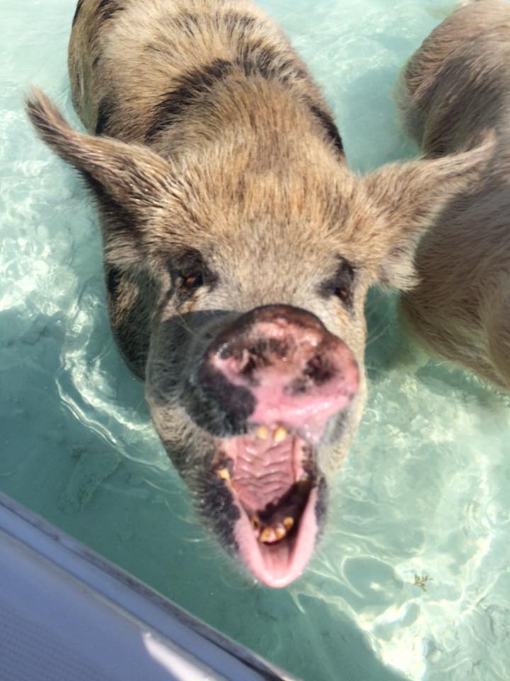 pigs on the boat