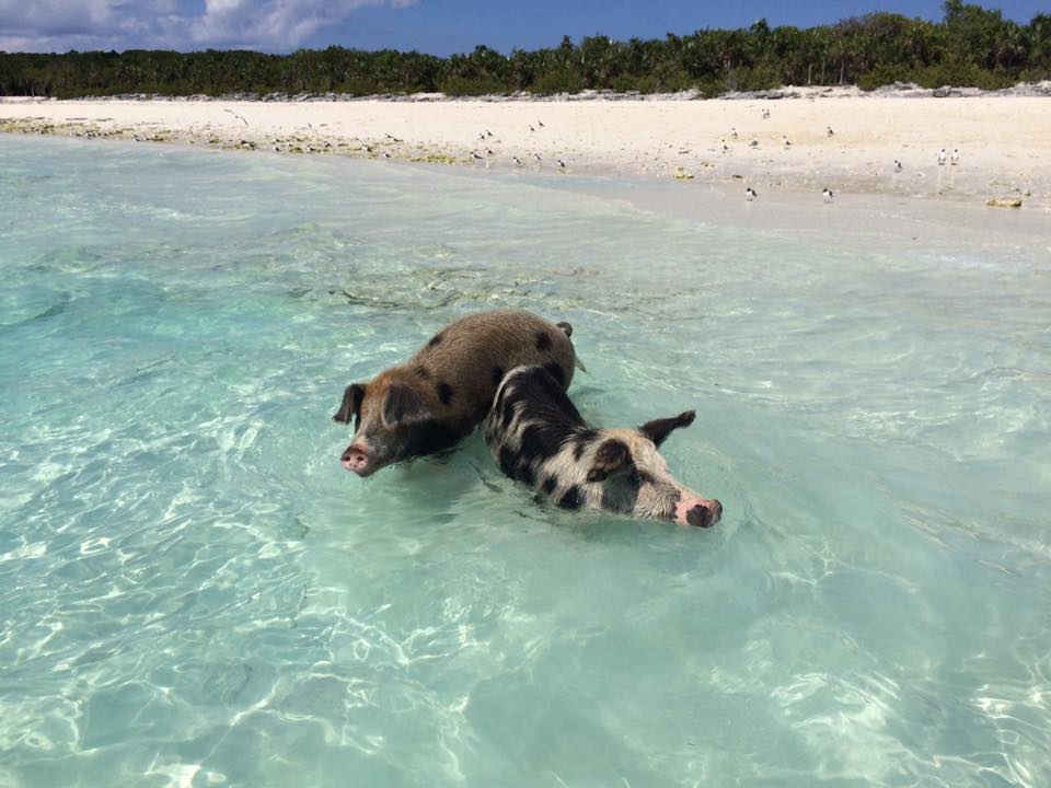 swimming pigs