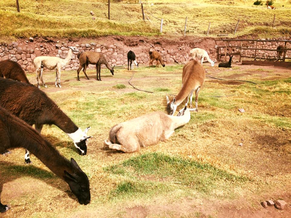 camelids