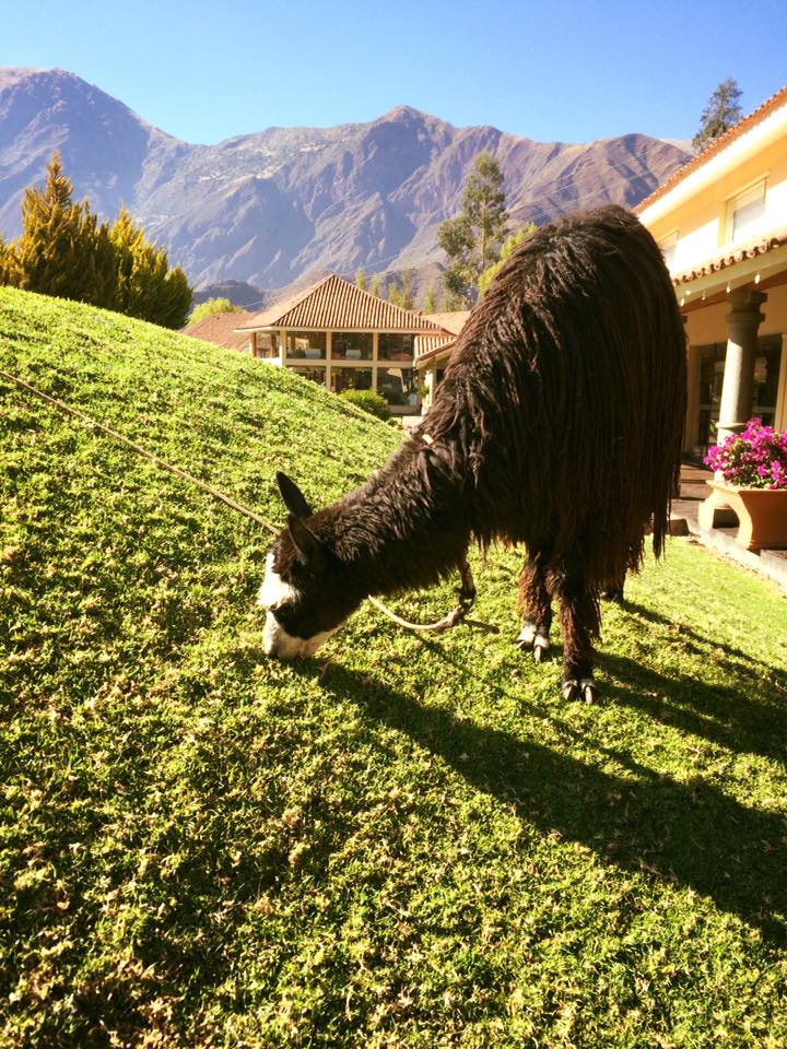 llama hotel