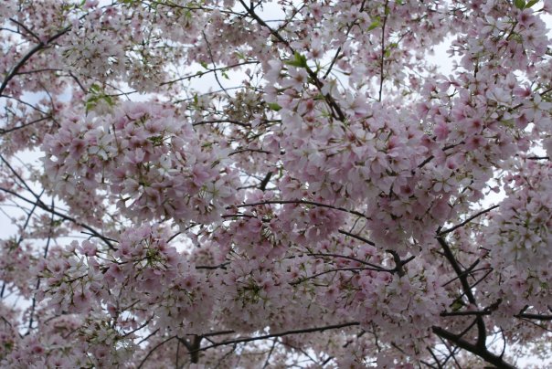 cherry blossoms