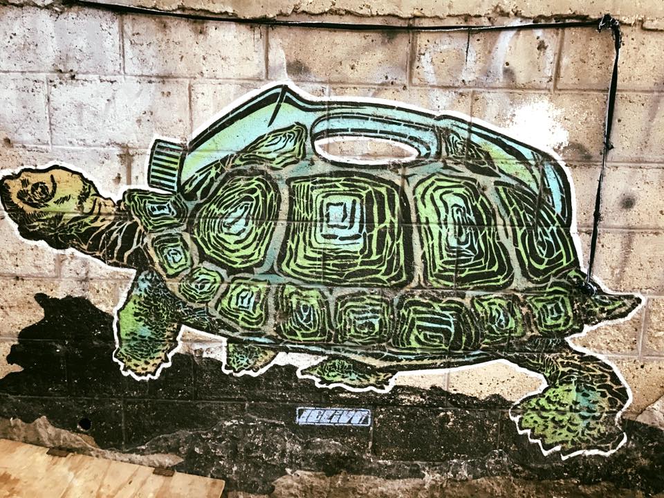 turtle