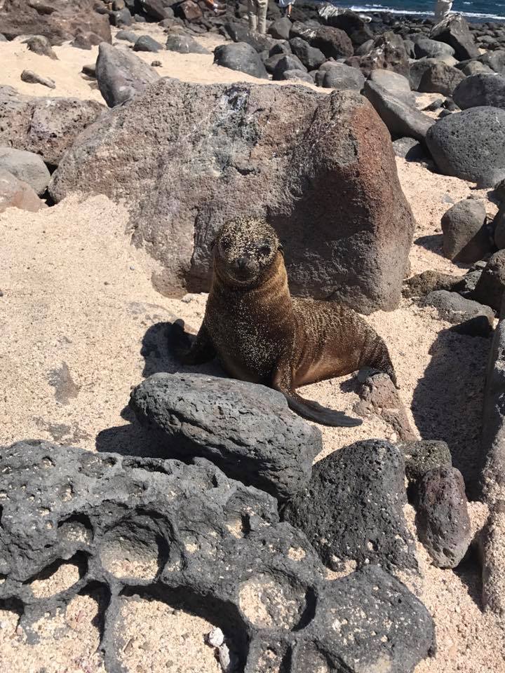 SCBABYSEALION