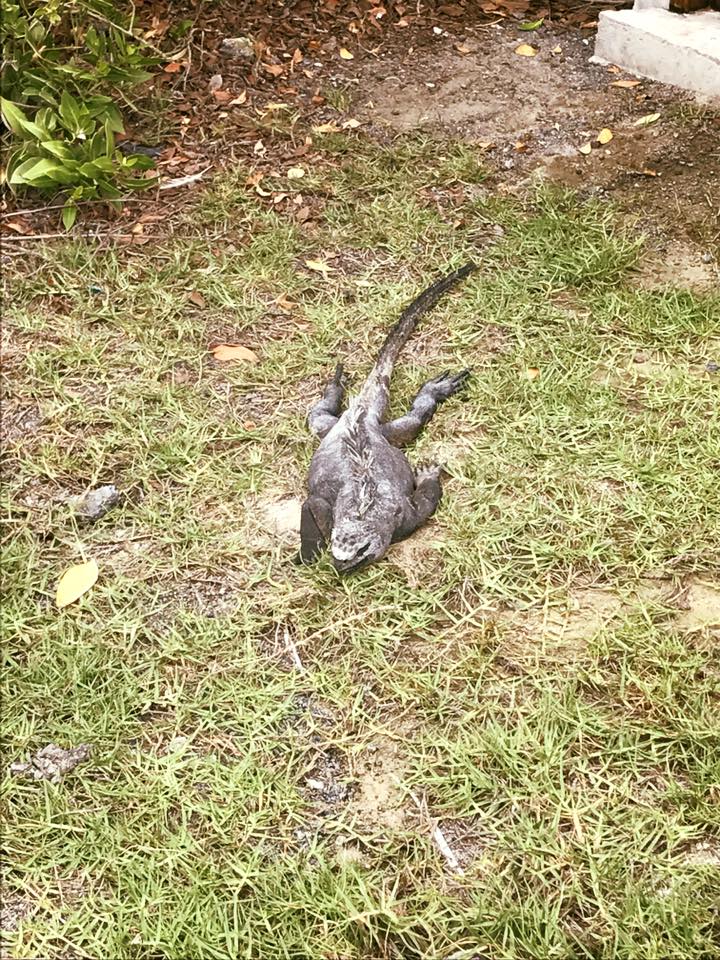 iguana