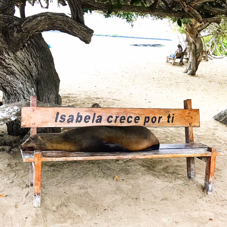 sea lion on a bench