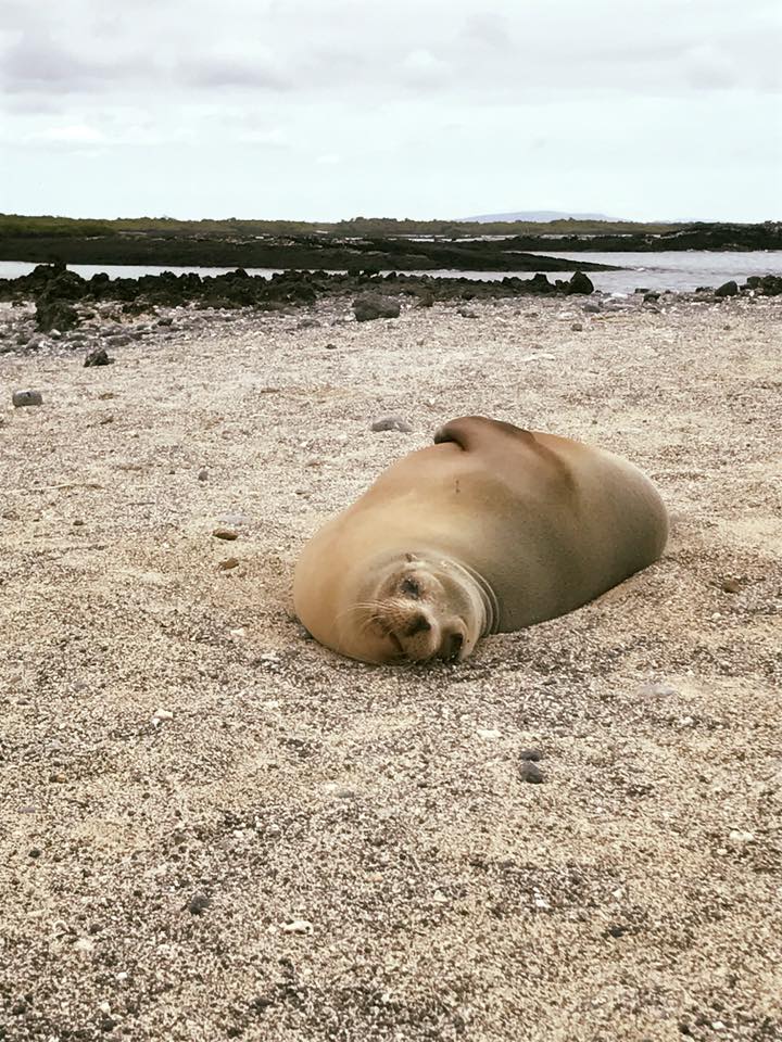 sea lion on beach