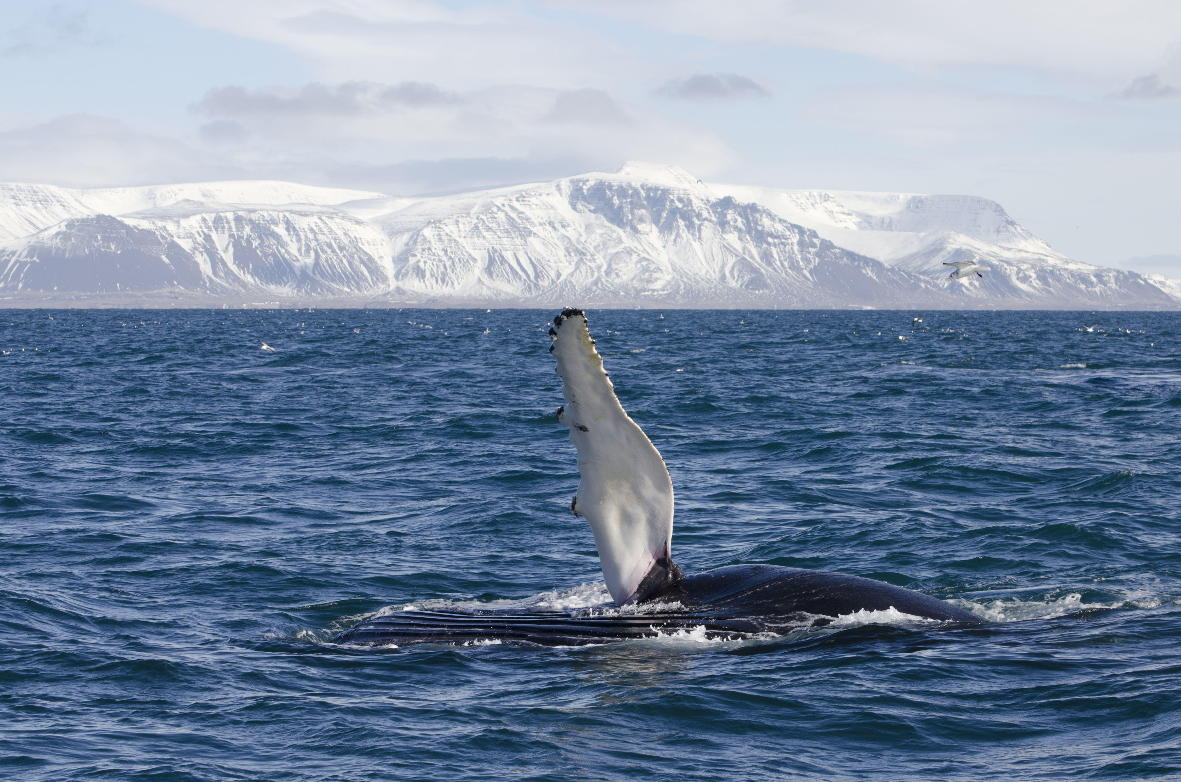 Elding Whale Watching from Reykjavik Iceland