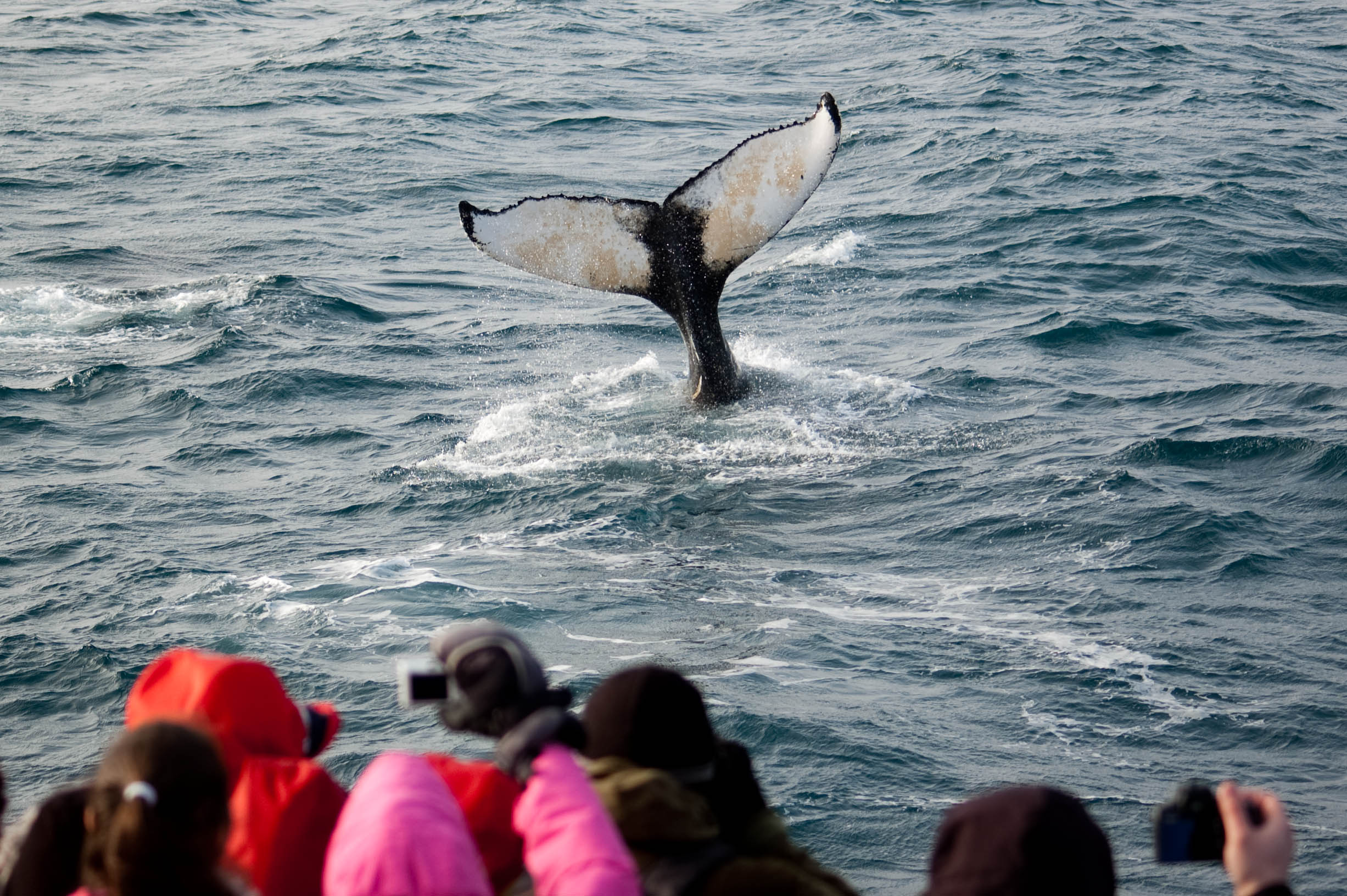 Whale Watching Iceland Humpback Passengers