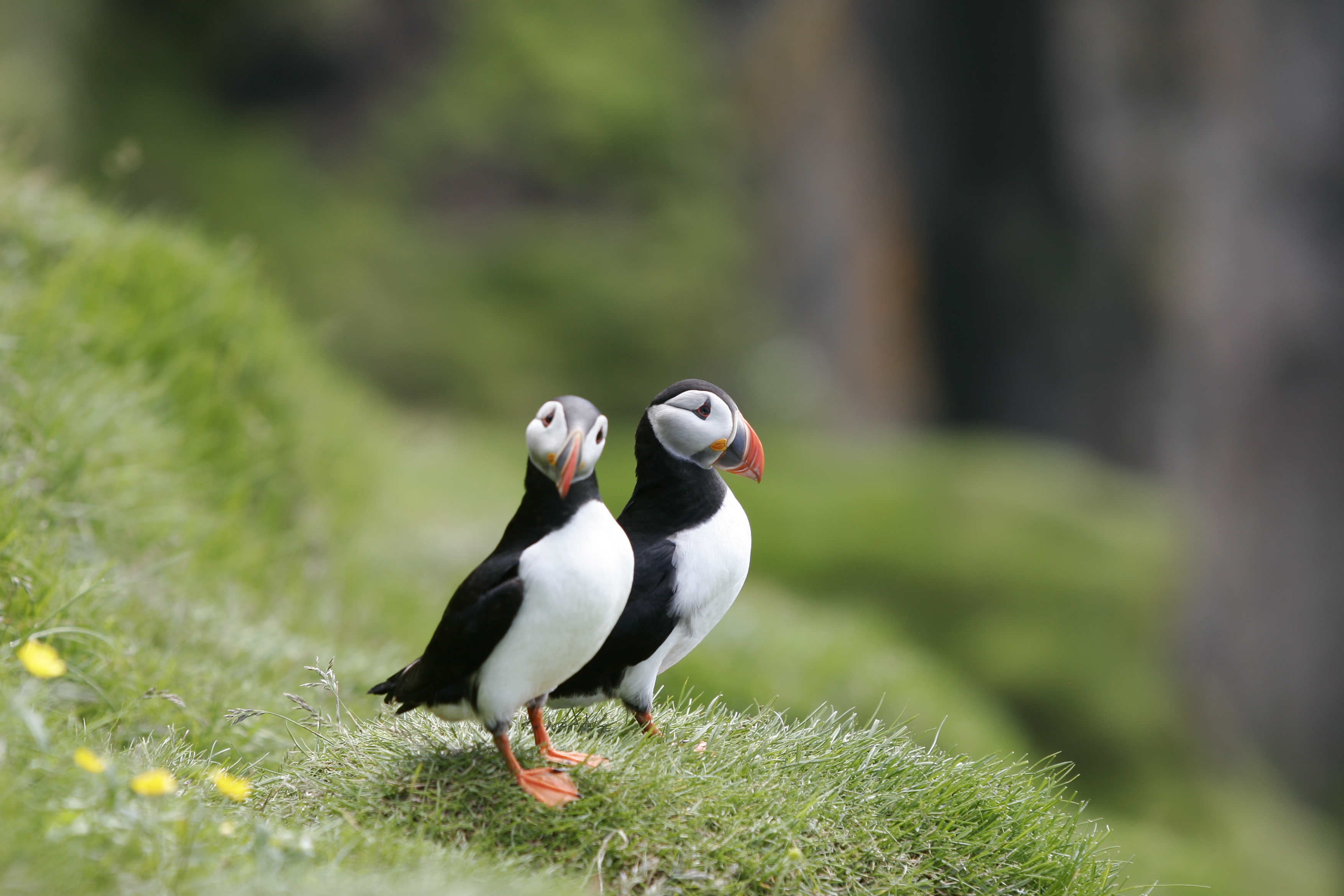 Whale Watching Iceland Puffins