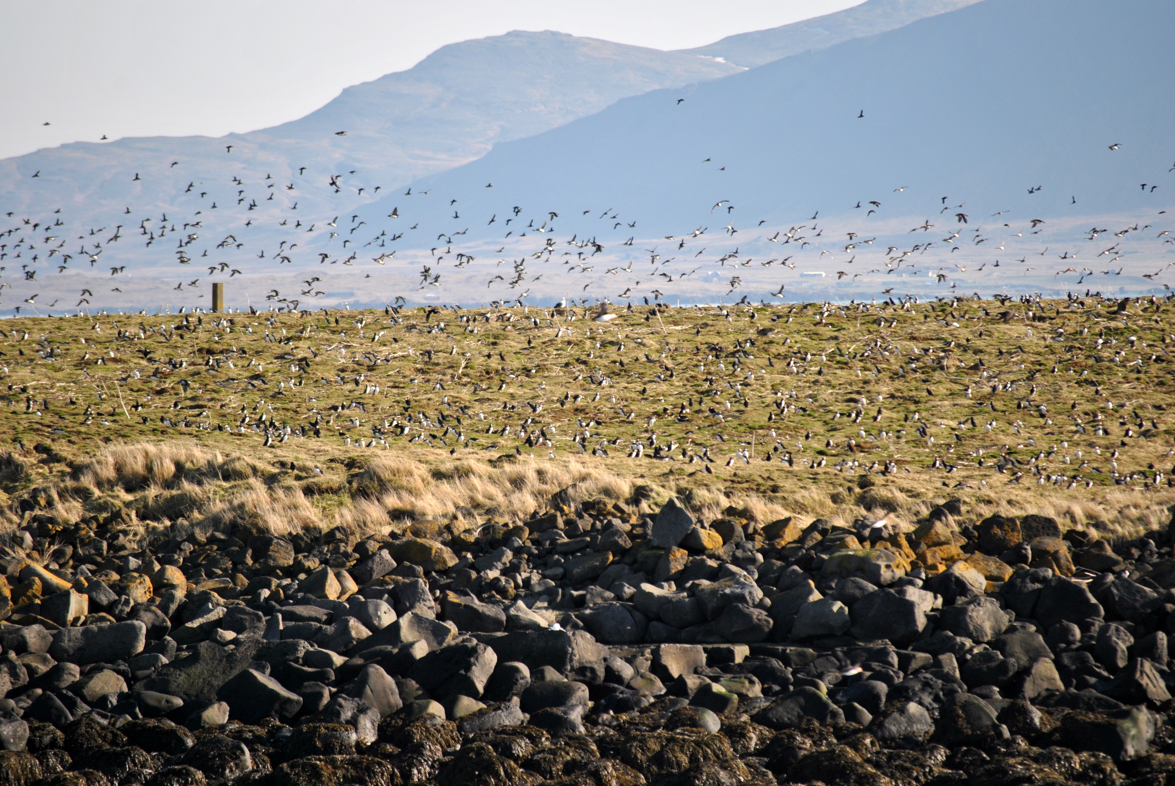 Whale Watching Iceland Puffins