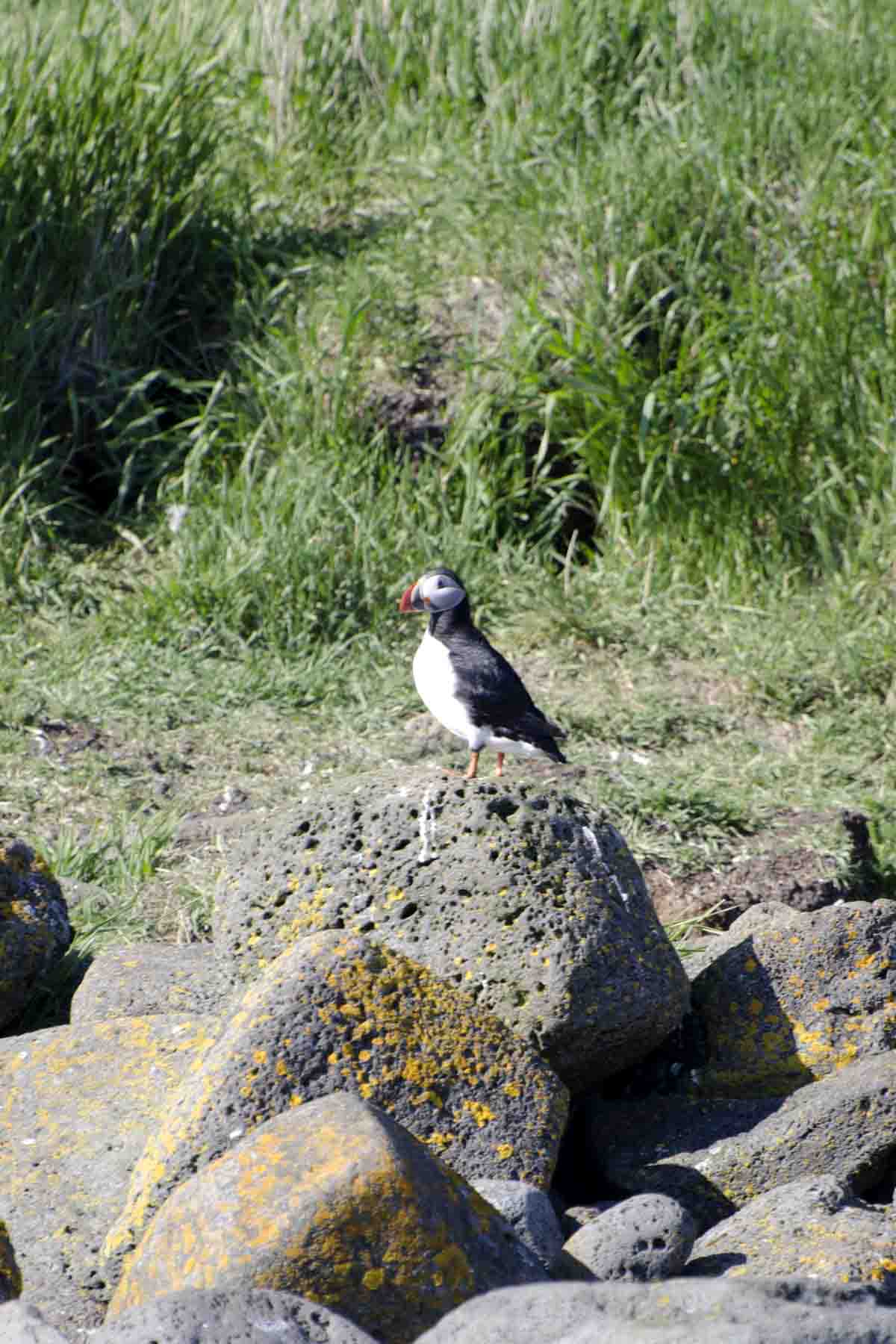 14 Puffin island