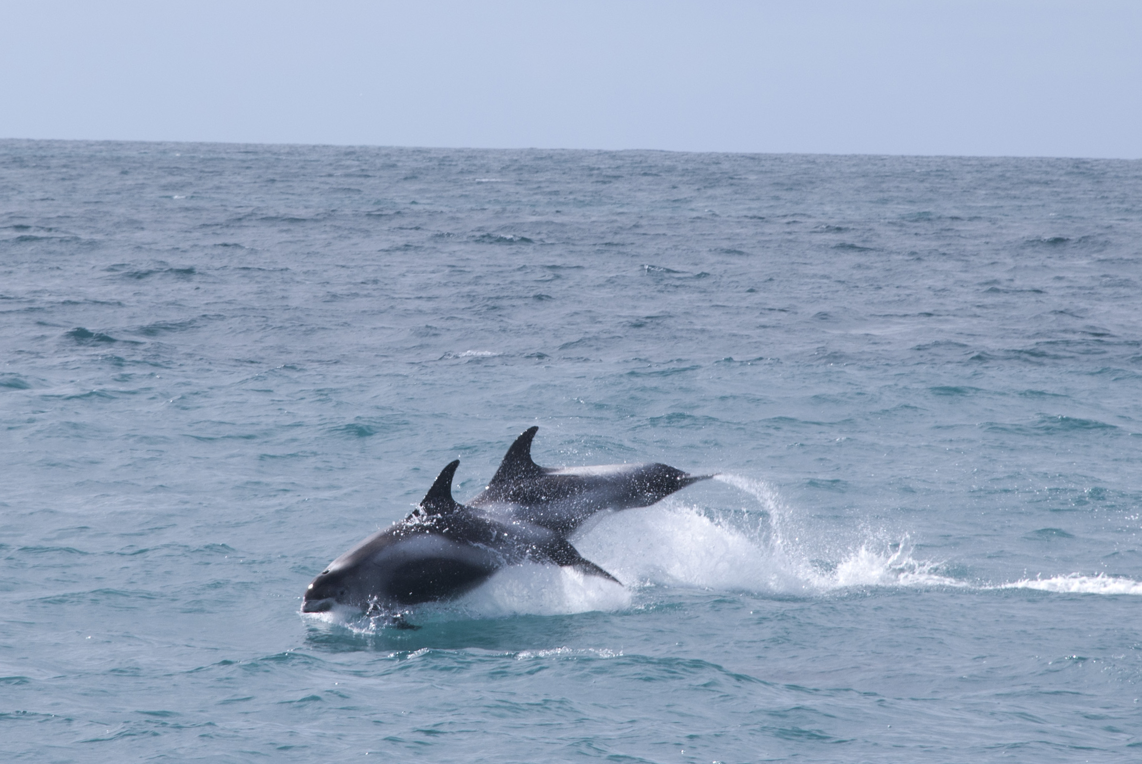 Whale Watching Iceland leaping Dolphins