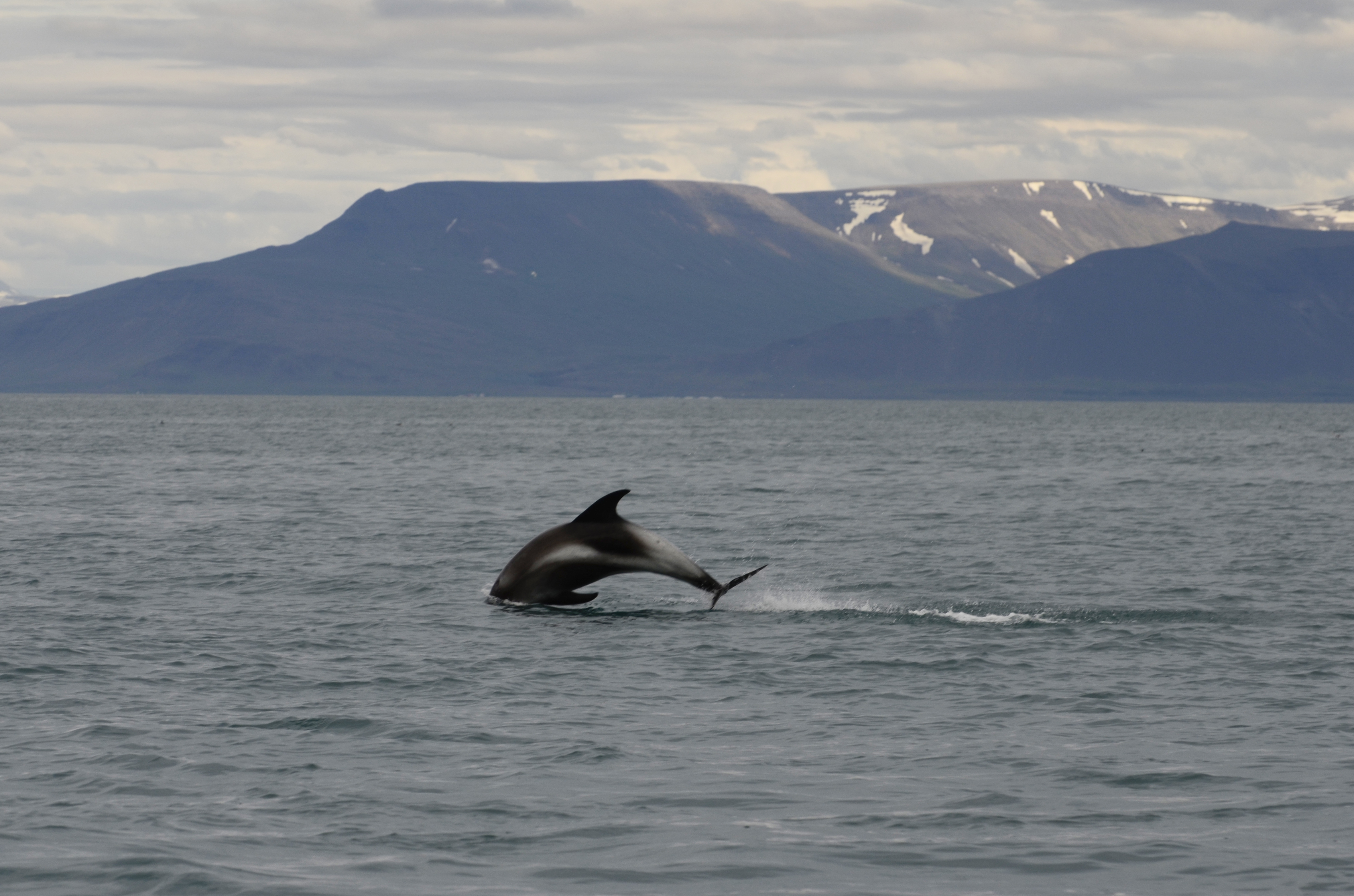 2 White-beaked dolphins 5