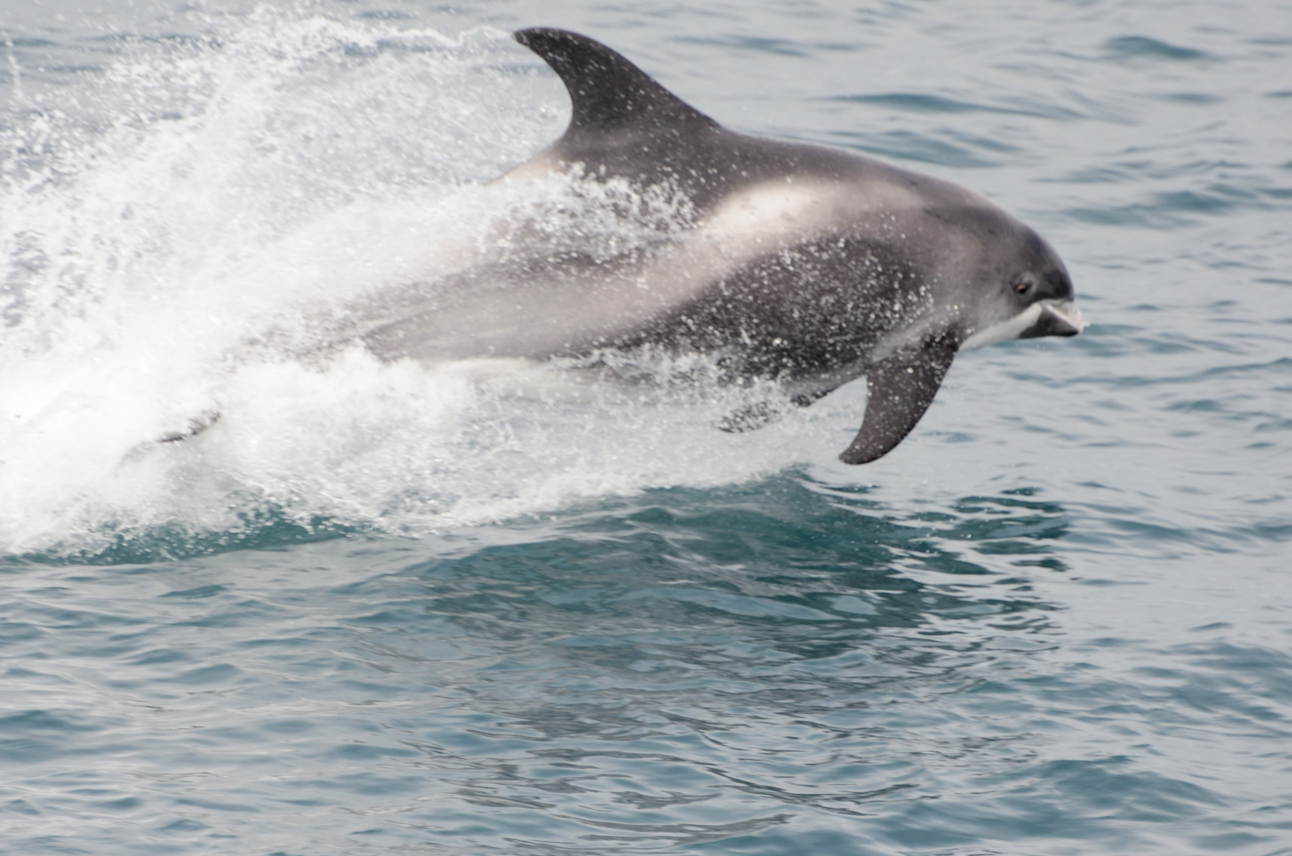 2 White-beaked dolphins 9