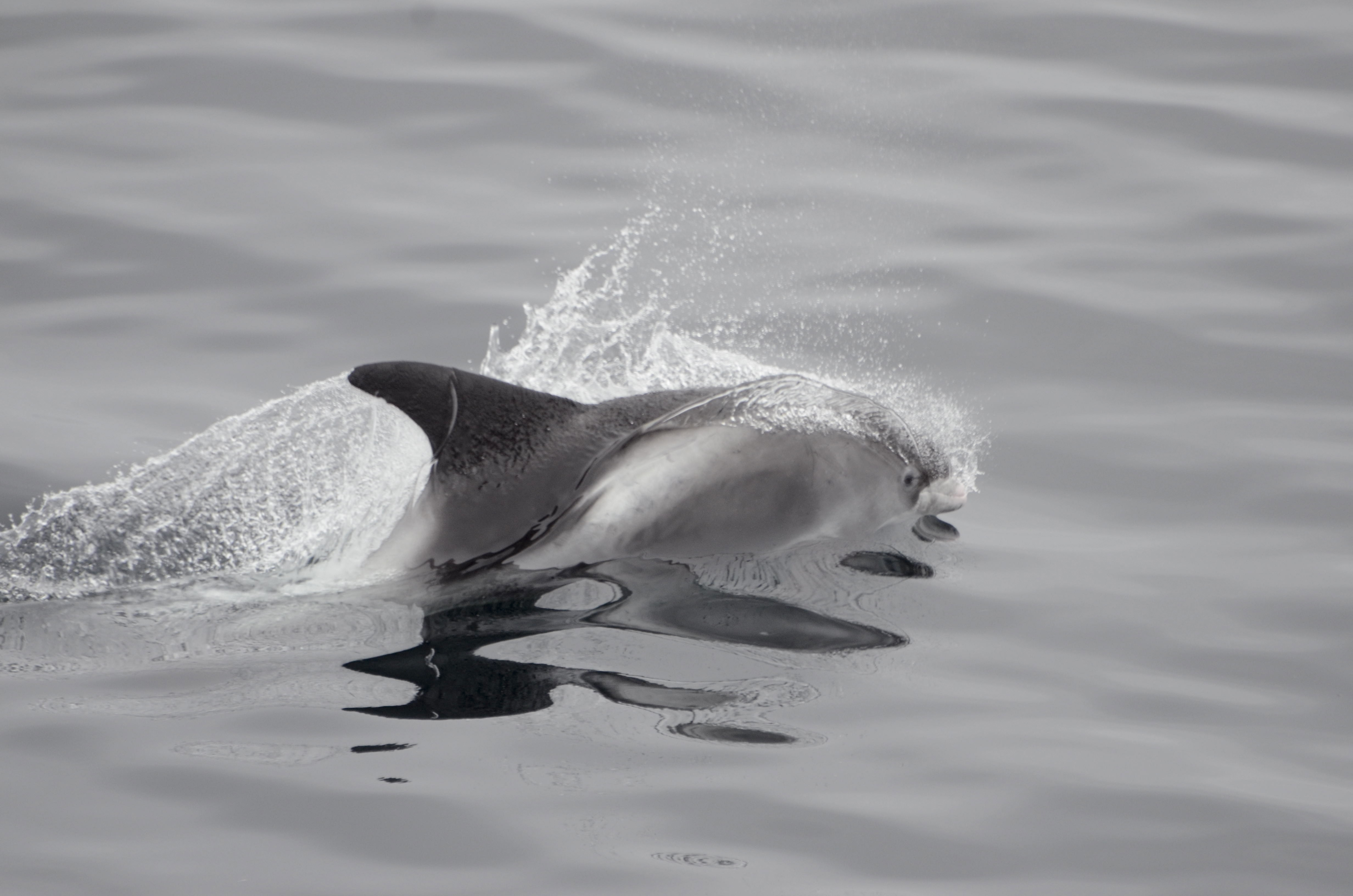 2 White-beaked dolphins surfacing