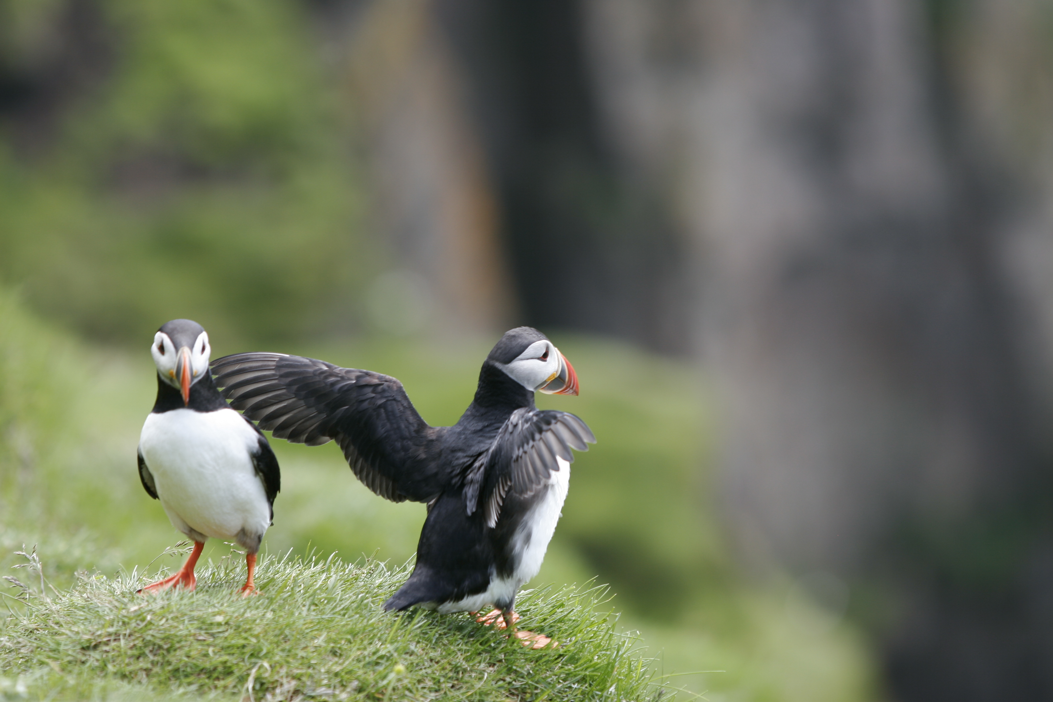 Whale Watching Iceland Puffins