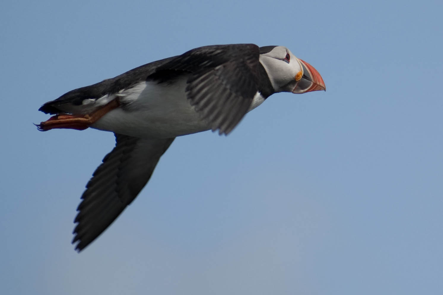 Whale Watching Iceland Flying puffin