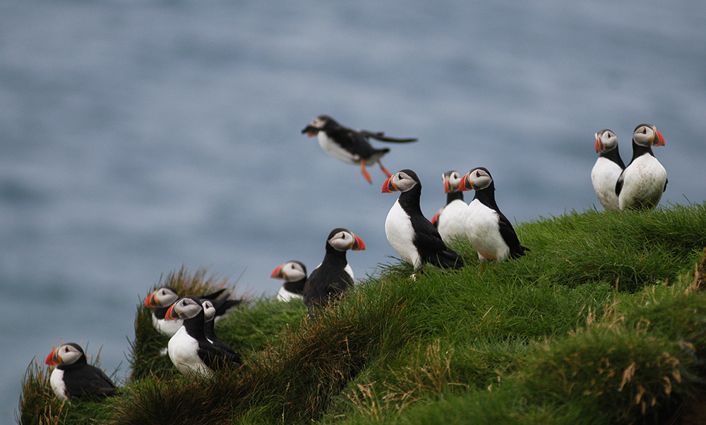 Whale Watching Iceland Puffins